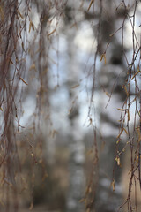 Landscape of early spring, trees and nature waking up, branches without leaves, first buds on the trees
