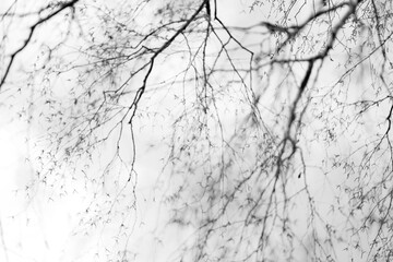 Landscape of early spring, trees and nature waking up, branches without leaves, first buds on the trees