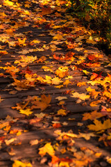 Fallen colorful autumn leaves on the ground in the park