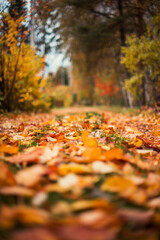 Fallen colorful autumn leaves on the ground in the park