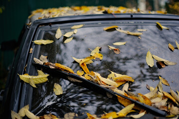 Fallen autumn leaves on the hood of a car