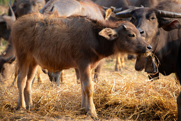 Buffaloes are grazing in the green meadows in the countryside on the mountains and farm landscape.
