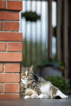 The cat sits leisurely on the street terrace, leaning against the corner of the house.