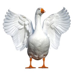 Fototapeta premium A large, white fowl with outstretched wings against a blank background