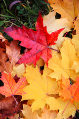 Autumn bright colorful background of yellow autumn maple leaves.Close-up of fallen leaves on the grass in the center of a red maple leaf, natural textured background.Full frame. Autumn background