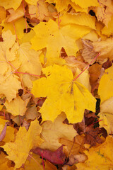 Yellow autumn leaves on the ground, in the grass. A fallen golden October maple leaf. A bright carpet of leaves. The background of an autumn day. A close-up view from above. Autumn background of leave