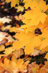 Yellow autumn leaves, maple leaves on a cloudy October day. Autumn natural background, maple leaves in close-up, nature beauty, yellow leaves. Dry leaves. Close-up photo of autumn maple leaves.
