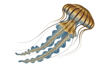 Elegant jellyfish graphic with flowing tentacles for aquatic themed designs