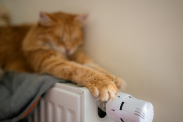 Ginger cat relaxes on a toasty radiator, leisurely reaching out a paw towards the thermostat, savoring the snug indoor heat in a cozy home environment during the chilly season