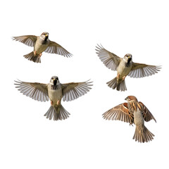 Four Male and Female Sparrows Flying: Wildlife Studio Cutouts.