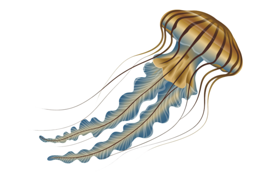 Elegant jellyfish graphic with flowing tentacles for aquatic themed designs
