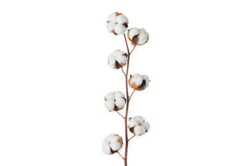 Elegant cotton branch adds natural sophistication to your design projects now