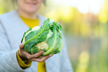Close up of farmer woman hands holding cauliflower head in farm field. Autumn harvest, organic agriculture, healthy food choice, vegetable farming, nutrition and edible natural produce.