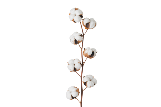 Elegant cotton branch adds natural sophistication to your design projects now