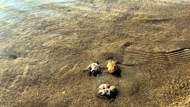 A small round crab burrows into the sand at the sight of danger, so that it would not be eaten