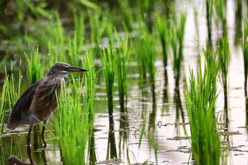 Heron in a rice field, wild bird nature close-up