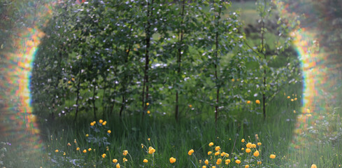 green background, eco concept, sunbeam glare, a frame of light on a summer backdrop of blurred fresh grass
