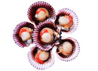 Fresh scallops isolated