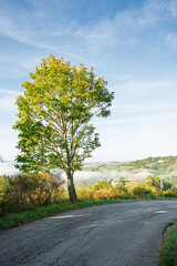 Tall green tree by a rural road with blue sky and mist over the Montefeltro hills, near Pesaro and...