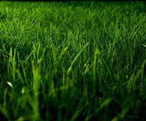 green grass background