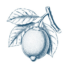 Vintage Engraving of Lemon Fruit with Leaves Illustration