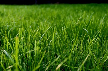 Fototapeta premium green grass background