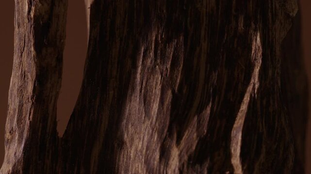 Close-up video of agarwood tree trunks showing the deep textured layers of each wood grain. Video for advertising