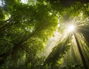 Sunlight Streaming Through Tropical Rainforest Canopy 