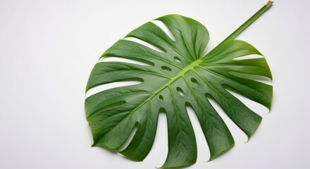 Monstera leaf, bright green, with characteristic fenestrations, on white