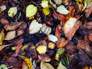 Rich Texture of Colorful Wet Autumn Leaves