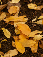 Bright Yellow Leaves Contrasting Dark Rich Soil