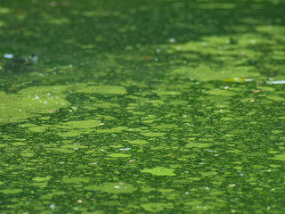 Algae bloom in natural pond indicating poor water quality - environmental pollution and eutrophication in freshwater ecosystem contamination.