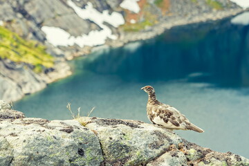 Ptarmigan Bird on a Mountain