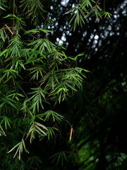 Bamboo Leaves Against Dark Forest Background - Minimalist Natural Frame with Copy Space