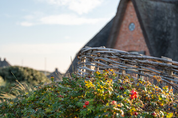Close-up of wild rose bushes with red hips near a rustic wooden fence. A thatched brick house stands softly blurred in the background.