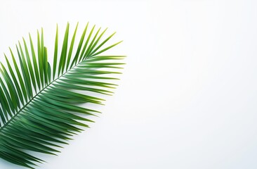 Tropical Palm Leaf on White Background with Copy Space