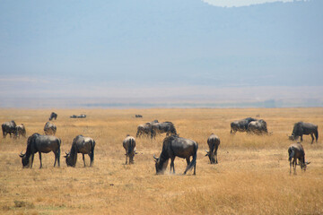 Obraz premium Africa, Tanzania, Ngorongoro, gnus closeup