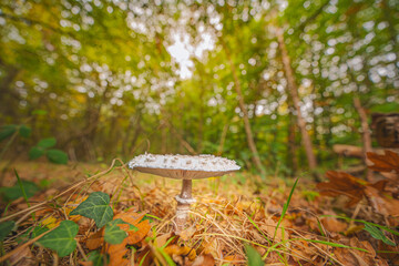 A beautiful mushroom in the forest