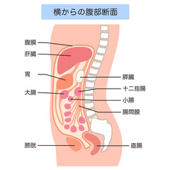 健康な腹部の断面