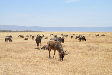 Africa, Tanzania, Ngorongoro, gnus, close-up