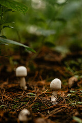 A pair of small, white mushrooms emerging from the dark, damp forest floor covered in pine needles and moss, capturing the lush, mysterious atmosphere of an autumn woodland.