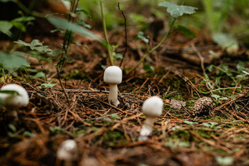 A cluster of small, bright white mushrooms sprouts from the forest floor covered in pine needles...