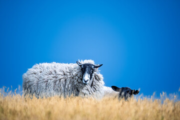 Two sheep on the Scottish fields