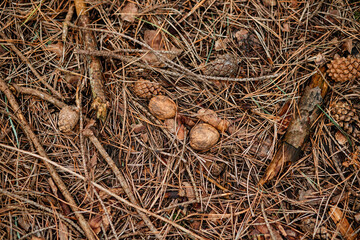 A detailed full-frame texture of the forest floor, dominated by a dense layer of dry pine needles, mixed with pine cones, small twigs, and two walnuts.