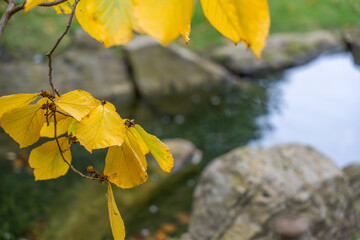Golden-yellow autumn leaves hang above a pond. The soft reflection of rocks and water adds calmness to the scene.