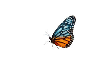 Obraz premium Close-up of a butterfly in flight