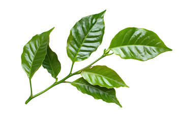 Fototapeta premium Shiny leaves cluster from a branch against a dark background