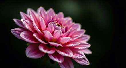Radiant Pink Dahlia Blossom in Sharp Focus Against Dark Backdrop.