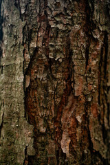 A vertical macro photograph capturing the rough, deeply textured bark of a pine tree trunk, showcasing natural grooves, rich brown and reddish tones, and organic detail.