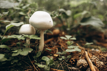 A low-angle, close-up shot of two bright white mushrooms growing among green foliage, pine cones, and earthy debris on the mossy floor of a damp forest.

